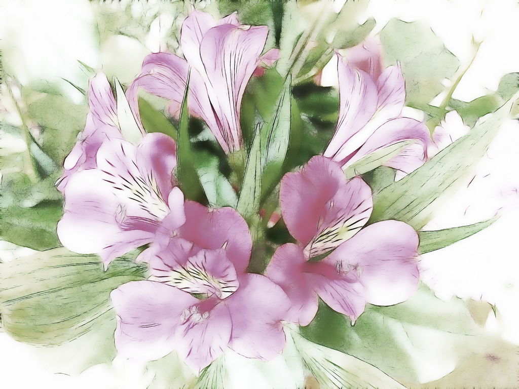 Peruvian Lily